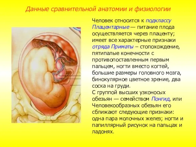 Человек относится к подклассу Плацентарные — питание плода осуществляется через плаценту; имеет