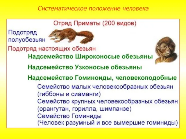 Систематическое положение человека