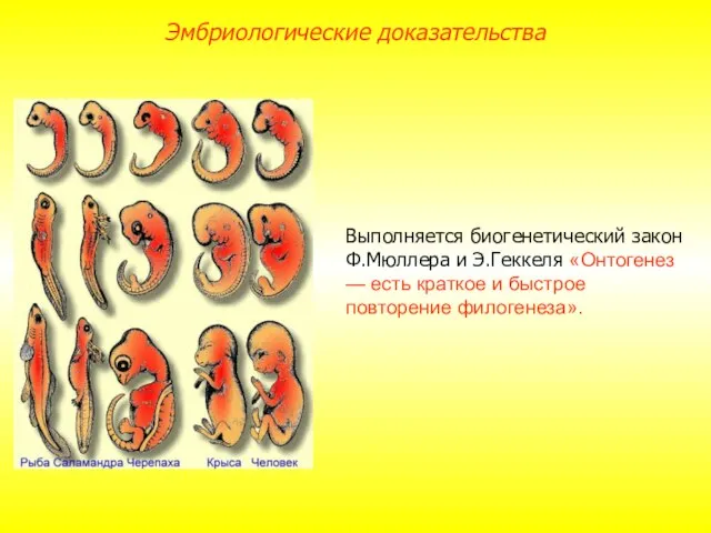 Выполняется биогенетический закон Ф.Мюллера и Э.Геккеля «Онтогенез — есть краткое и быстрое повторение филогенеза». Эмбриологические доказательства