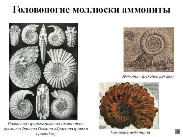 Головоногие моллюски аммониты Различные формы раковин аммонитов (из книги Эрнста Геккеля «Красота