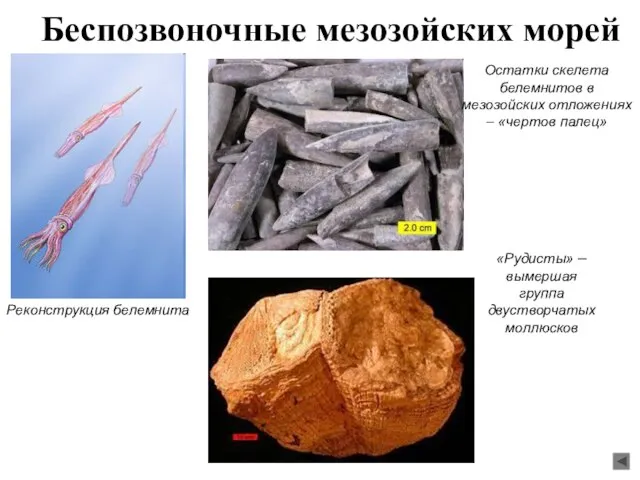 Беспозвоночные мезозойских морей Реконструкция белемнита Остатки скелета белемнитов в мезозойских отложениях –