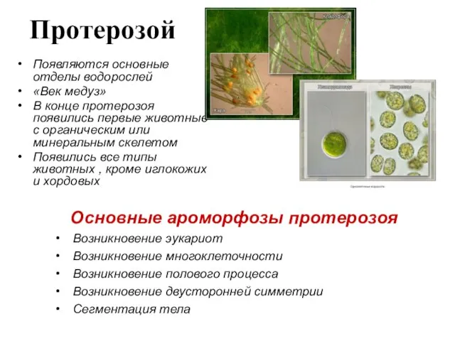 Протерозой Появляются основные отделы водорослей «Век медуз» В конце протерозоя появились первые