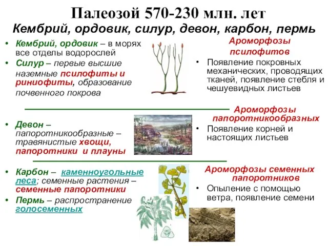 Палеозой 570-230 млн. лет Ароморфозы псилофитов Появление покровных механических, проводящих тканей, появление