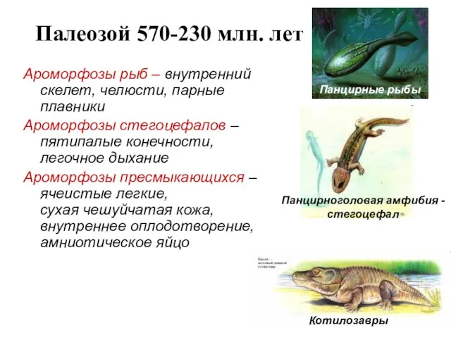 Палеозой 570-230 млн. лет Ароморфозы рыб – внутренний скелет, челюсти, парные плавники