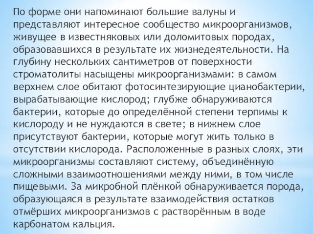 По форме они напоминают большие валуны и представляют интересное сообщество микроорганизмов, живущее