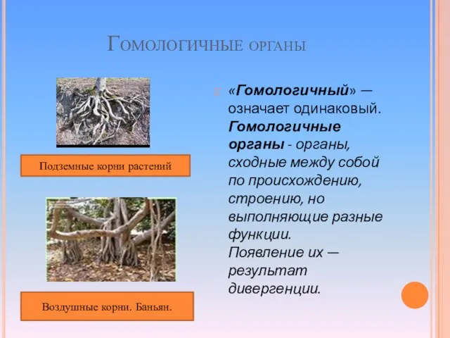 Гомологичные органы «Гомологичный» — означает одинаковый. Гомологичные органы - органы, сходные между