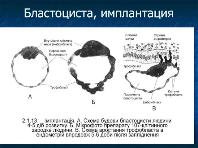 Бластоциста, имплантация