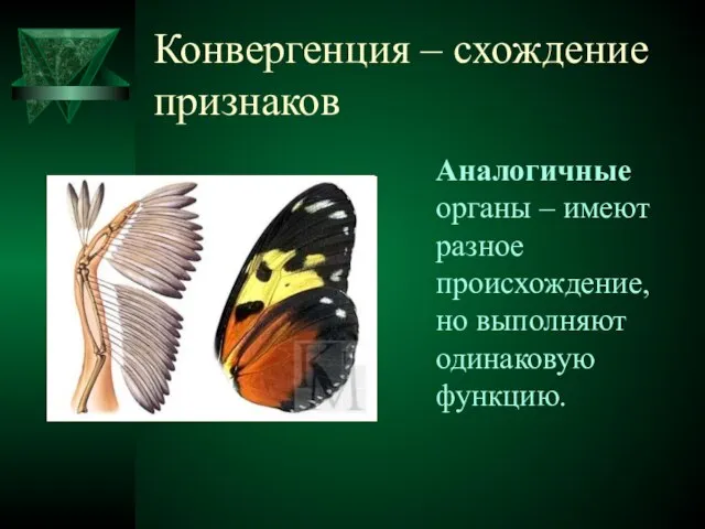 Конвергенция – схождение признаков Аналогичные органы – имеют разное происхождение, но выполняют одинаковую функцию.