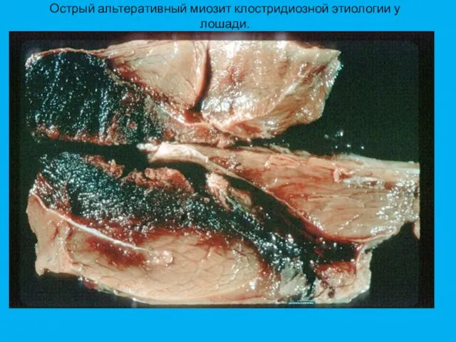 Острый альтеративный миозит клостридиозной этиологии у лошади.