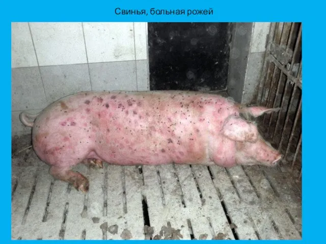 Свинья, больная рожей