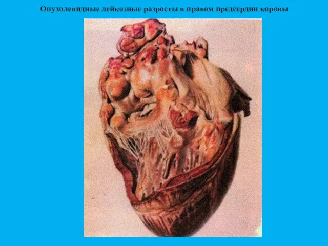 Опухолевидные лейкозные разросты в правом предсердии коровы