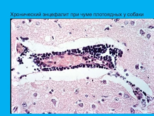 Хронический энцефалит при чуме плотоядных у собаки