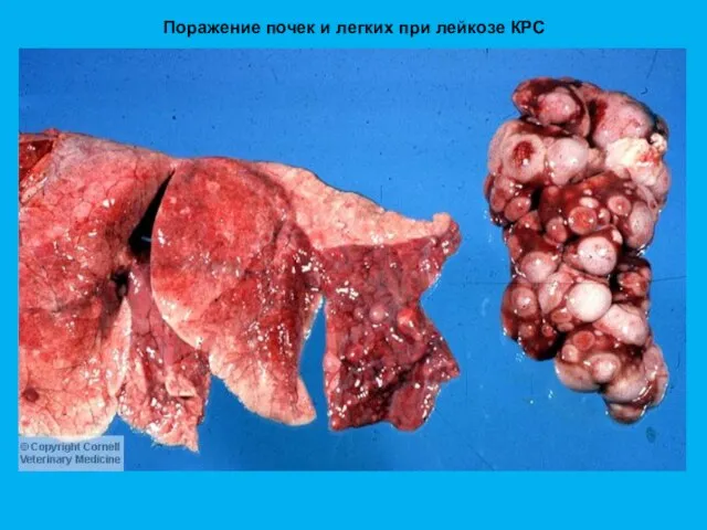 Поражение почек и легких при лейкозе КРС