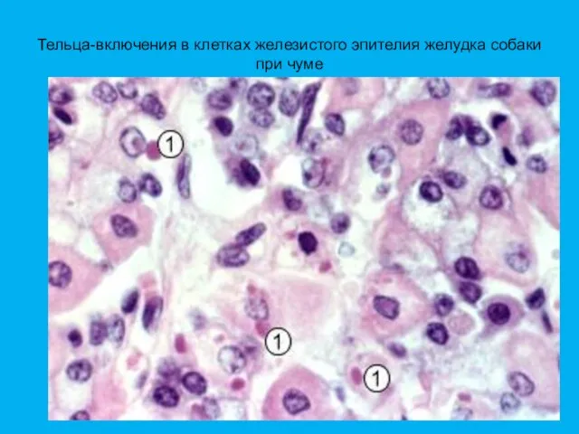 Тельца-включения в клетках железистого эпителия желудка собаки при чуме