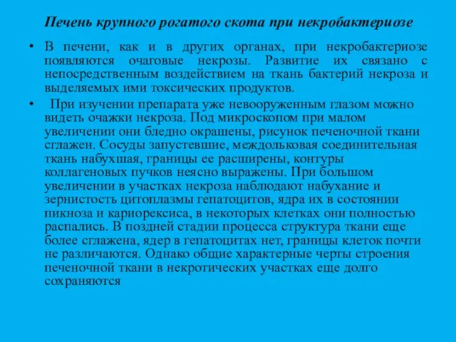 Печень крупного рогатого скота при некробактериозе В печени, как и в других