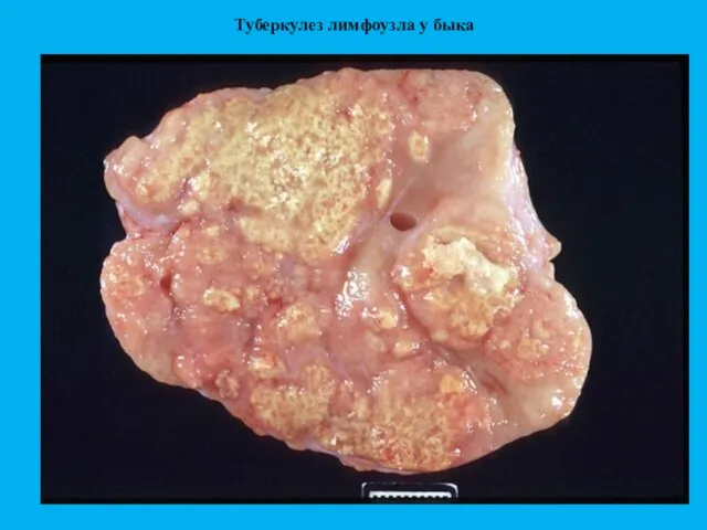Туберкулез лимфоузла у быка