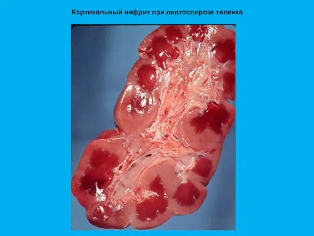 Кортикальный нефрит при лептоспирозе теленка
