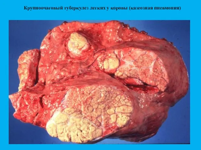 Крупноочаговый туберкулез легких у коровы (казеозная пневмония)