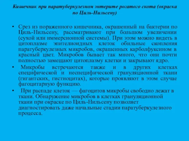 Кишечник при паратуберкулезном энтерите рогатого скота (окраска по Циль-Нильсену) Срез из пораженного