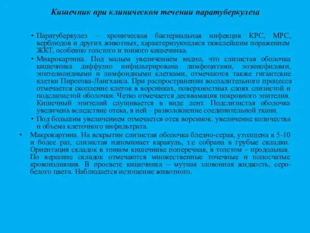 Кишечник при клиническом течении паратуберкулеза Паратуберкулез – хроническая бактериальная инфекция КРС, МРС,