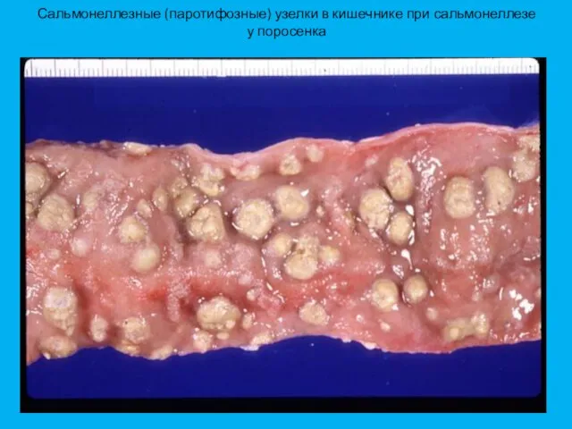 Сальмонеллезные (паротифозные) узелки в кишечнике при сальмонеллезе у поросенка