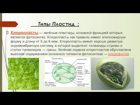 Типы Пластид : Хлоропласты — зелёные пластиды, основной функцией которых является фотосинтез.