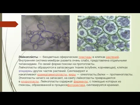 Лейкопла́сты — бесцветные сферические пластиды в клетках растений. Внутренняя система мембран развита