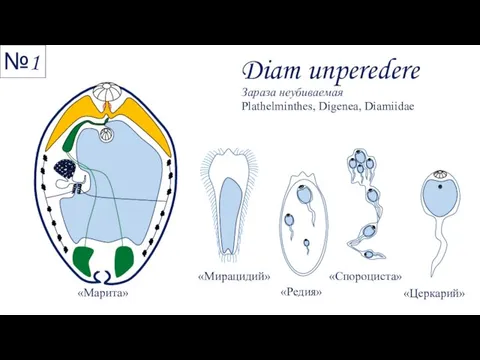 Diam unperedere Зараза неубиваемая Plathelminthes, Digenea, Diamiidae №1 «Марита» «Мирацидий» «Редия» «Спороциста» «Церкарий»