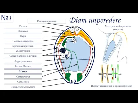 Diam unperedere №1 Глотка Брюшная присоска Половое отверстие Лауреров канал Нерв Желточники