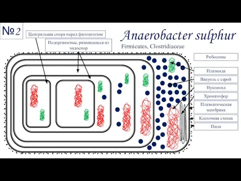 Anaerobacter sulphur Центральная спора перед фагоцитозом Подорганизмы, развившиеся из эндоспор Рибосомы Нуклеоид