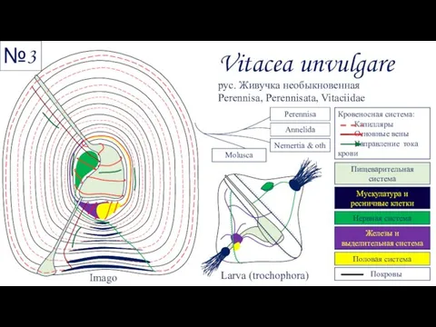 Larva (trochophora) рус. Живучка необыкновенная Perennisa, Perennisata, Vitaciidae Perennisa Annelida Nemertia &