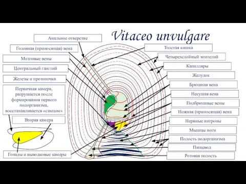 Vitaceo unvulgare Четырехслойный эпителий Капилляры Желудок Брюшная вена Подбрюшные вены Несушая вена