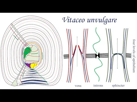 Vitaceo unvulgare vena sphincter introns four levels of epithelium