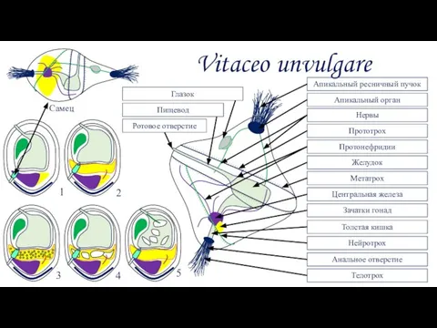 Апикальный ресничный пучок Апикальный орган Нервы Желудок Протонефридии Центральная железа Прототрох Метатрох