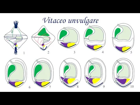 Vitaceo unvulgare 1 2 3 4 5 6 7 8 9 10