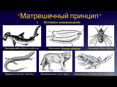 Истинное живорождение " Матрешечный принцип" Хрящевые рыбы (Sphyrna mokarran) Оболочники (Pyrosoma atlanticum)