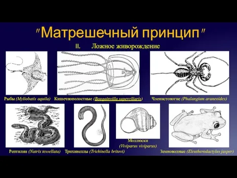 Ложное живорождение " Матрешечный принцип" Рептилии (Natrix tessellata) Рыбы (Myliobatis aquila) Кишечнополостные