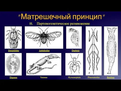 Партеногенетическое размножение " Матрешечный принцип" Diaspididae Aphidoidea Varanus Daphnia Phasmatodea Hymenoptera Rotifera Digenea