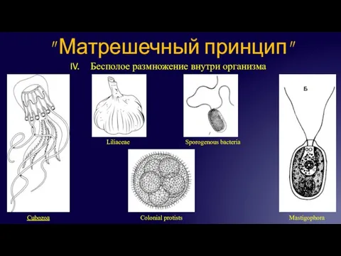 Бесполое размножение внутри организма " Матрешечный принцип" Cubozoa Liliaceae Sporogenous bacteria Colonial protists Mastigophora