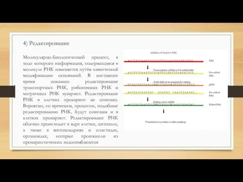 4) Редактирование Молекулярно-биологический процесс, в ходе которого информация, содержащаяся в молекуле РНК