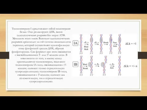 Топоизомеразы I представляют собой мономерные белки. Они релаксируют ДНК, внося одноцепочечные разрывы