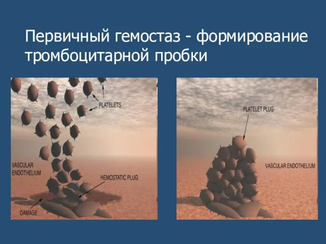 Первичный гемостаз - формирование тромбоцитарной пробки