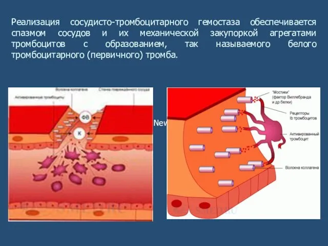 Times New Roman Реализация сосудисто-тромбоцитарного гемостаза обеспечивается спазмом сосудов и их механической