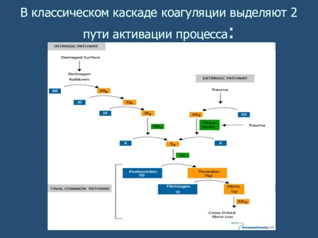 В классическом каскаде коагуляции выделяют 2 пути активации процесса: