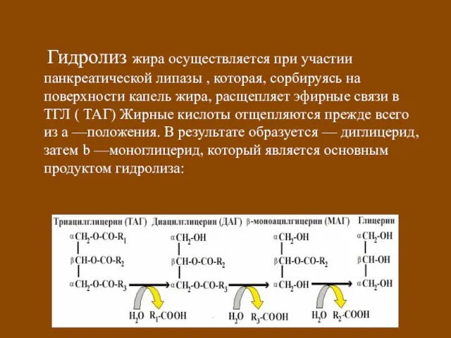 Гидролиз жира осуществляется при участии панкреатической липазы , которая, сорбируясь на поверхности