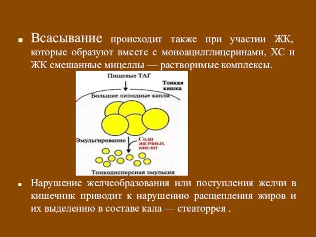 Всасывание происходит также при участии ЖК, которые образуют вместе с моноацилглицеринами, ХС