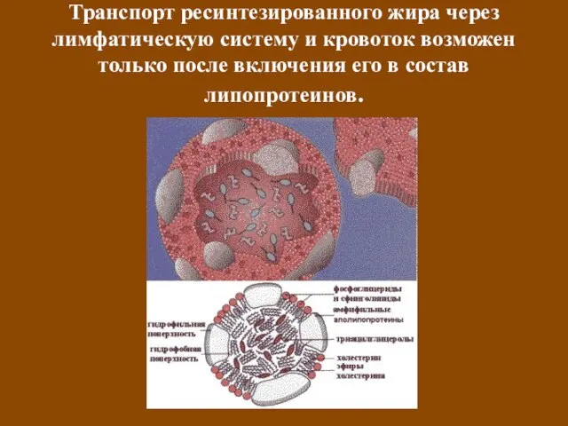 Транспорт ресинтезированного жира через лимфатическую систему и кровоток возможен только после включения его в состав липопротеинов.