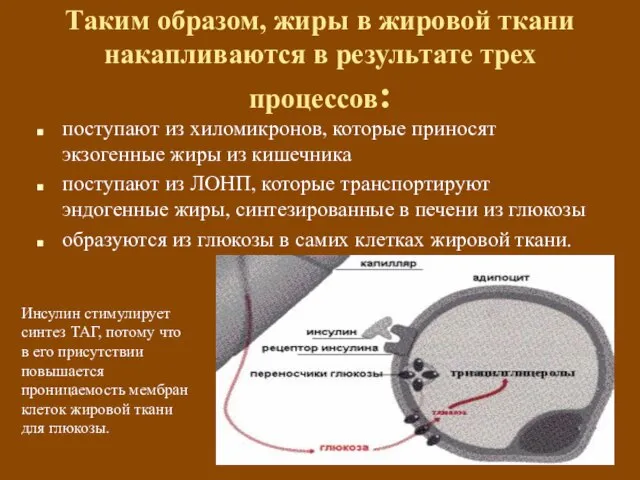 Таким образом, жиры в жировой ткани накапливаются в результате трех процессов: поступают