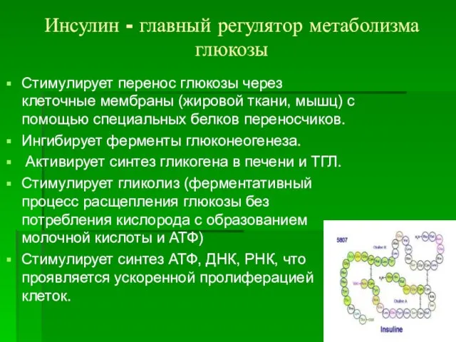 Инсулин - главный регулятор метаболизма глюкозы Стимулирует перенос глюкозы через клеточные мембраны