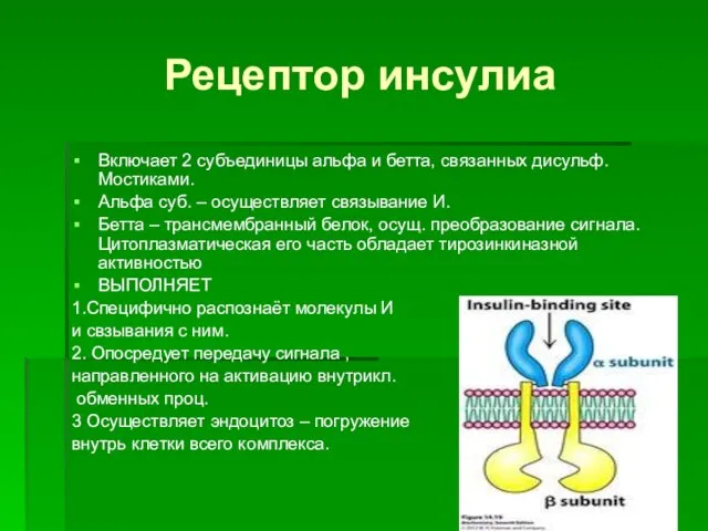 Рецептор инсулиа Включает 2 субъединицы альфа и бетта, связанных дисульф. Мостиками. Альфа